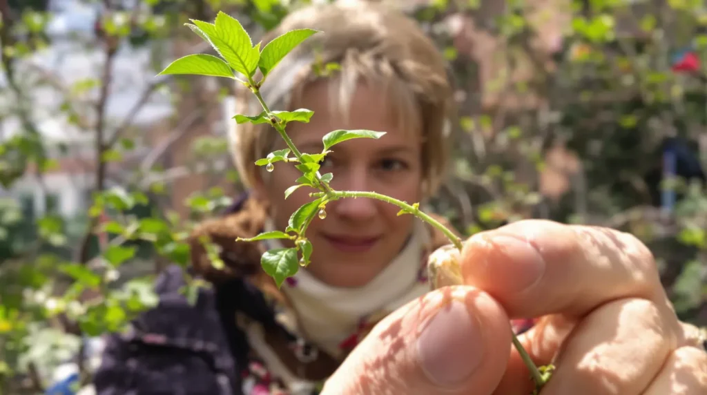 C'est le moment idéal pour multiplier votre figuier : une simple branche et cette technique suffisent